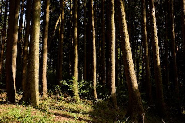 Forest Background
