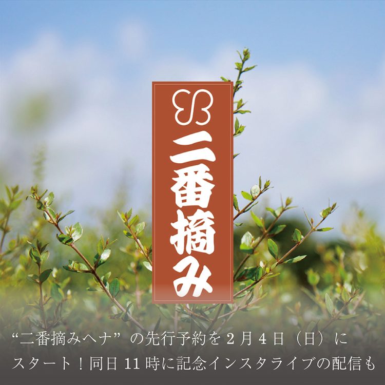 2023年秋冬にかけて収穫されたフレッシュな”二番摘みヘナ”の先行予約を2月4日(日)にスタート!同日11時に記念インスタライブの配信も画像
