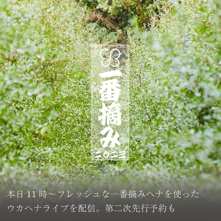 本日11時~フレッシュな一番摘みヘナを使ったウカヘナライブを配信。第二次先行予約も画像